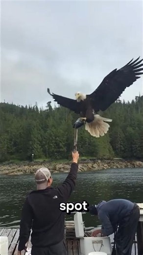 🦅 You Won't Believe What Bald Eagles Can Actually Do!