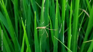 Closeup shot of a net-casting spider in grass - Deinopis spinosa Stock Video