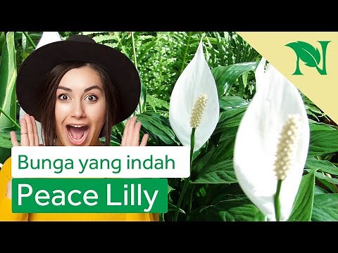 Cara Menanam Bunga Peace Lily Agar Cepat Berbunga