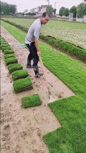 Green turf removal begins with careful shovel positioning