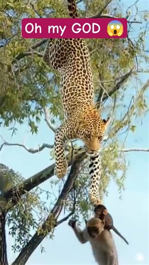 “Leopard Tries to Attack Monkey and Baby,Monkey and Baby Escape a Leopard Attack | Wildlife Survival