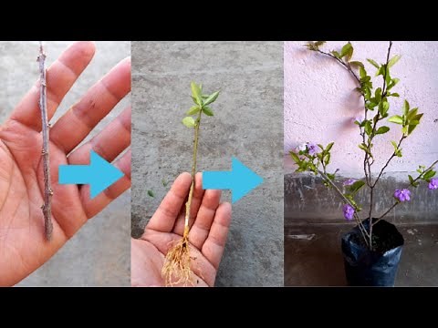 Yesterday today tomorrow plant cutting propagation/ how to propagate yesterday today tomorrow plant