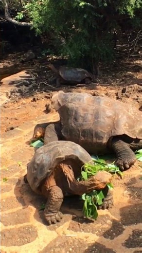 The Giant River Turtle of the Amazon 🐢#amazonjungle #giantturtle