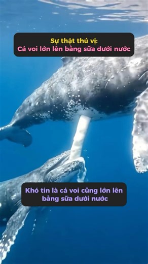 Whales don't have lips, but they have the most incredible way of suckling milk. #tangtuvien #shorts