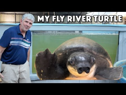 Receiving 3500 Gallon Aquarium and Feed Bananas to Fly River Turtle