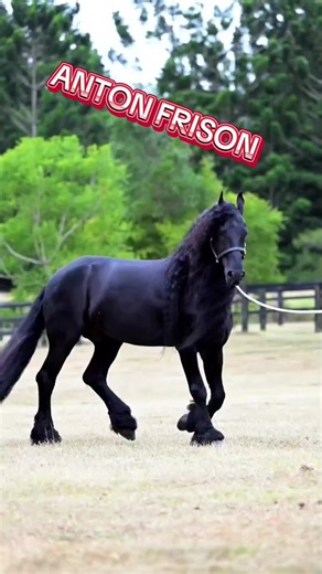 ANTON frison cheval ftison de 8 ans a vendre quand on allie la force et la beauté#equine #frison #pour