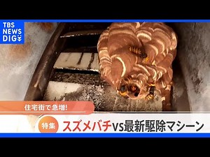 猛暑で異変！？子どもも危険！民家に潜むステルススズメバチを秘密兵器で撃退！その現場に密着！｜TBS NEWS DIG