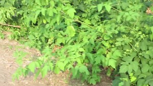3.4M views · 10K reactions | One more cute #beaver movie for #wildlifewednesday. 嶺❤️嶺 This hard-working beaver had to extricate his tree from the woods, before dragging the tree past back to the beaver pond. #cuteanimals | Mike’s photos and videos of beavers | Facebook