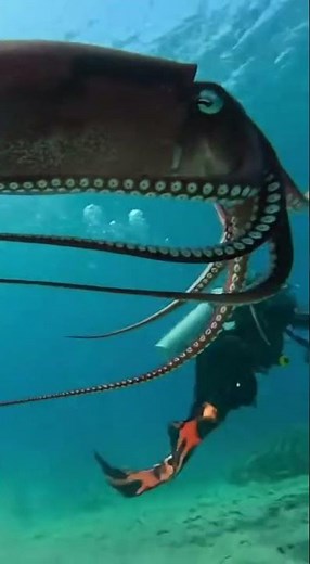 Giant Squid Attack!