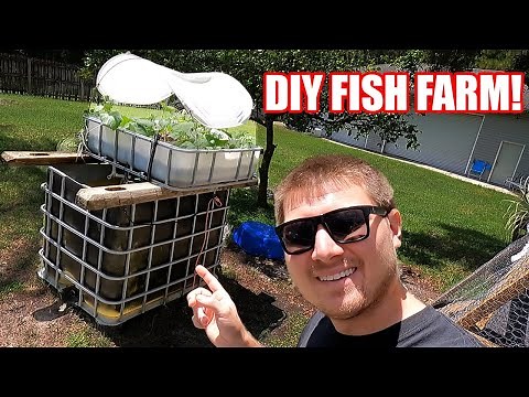 DIY Fish Farming (How To)
