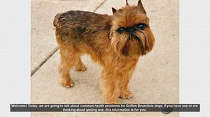 Common Health Problems in Griffon Bruxellois Dogs