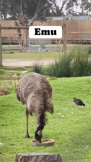 Here are some interesting facts and trivia about emus: Physical Characteristics and Abilities -- Second Largest Bird: Emus are the second largest living birds in the world by height, after the ostrich, and can stand up to 1.9 meters (6.2 feet) tall. Built for Speed: They are flightless birds with powerful legs that allow them to run at speeds of up to 50 km/h (31 mph). A single running stride can measure almost 3 meters (9 feet) long. Unique Feathers: Emu feathers are double-shafted, a unique ch