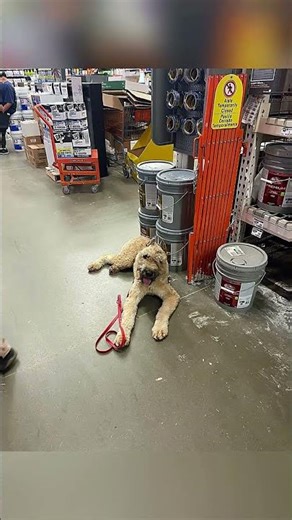 Lynis at Home Depot | Obedience in Action 🐾
