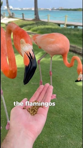 Renaissance Aruba: I Can’t Wait to Show You This Place! 🦩