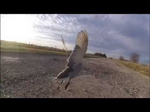 Domestic Ducks Flying #3 "TakeOff"