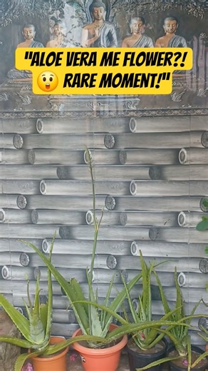 Aloe Vera Me Flower Kaise Aata Hai? | Rare Aloe Vera Flowering Explained | Full Care Guide in Hindi