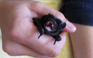 给饥饿的小蝙蝠喂食（有点怕怕）