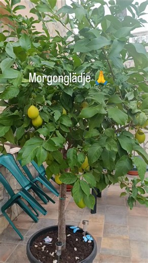 Tarotakademin - YlvaTrollstierna on Reels