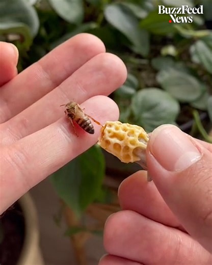 This guy breeds queen honey bees in a chicken egg incubator. | BuzzFeed Animals