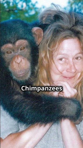 Travis The Chimp Attack: Charla Nash #facts #shorts #chimpanzee #chimp #attack