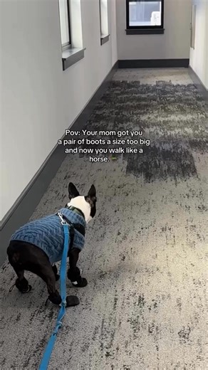 60K views · 1.7K reactions | Boston Terrier moms, what size did you get your doggy?泥理 | Boston Terrier Lovers | Facebook