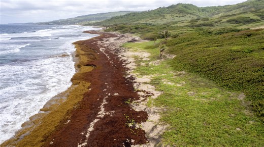 A 5,000-mile-long mass of seaweed is coming to shore. Here's what will happen