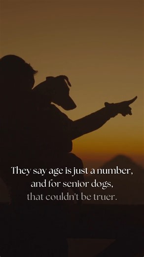 Give a senior dog the love they’ve been saving just for you, because the best love stories often start later in life. 🐾❤️ #AdoptASeniorDog #LoveWithoutEnd #SecondChances #SeniorDogLove | iHeartDogs