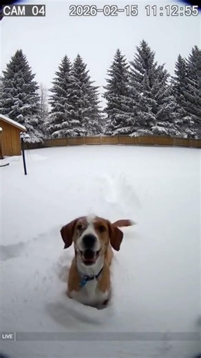 DOG STUCK running in the snow 🐶 #shorts