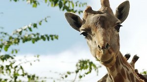 Giraffe Giraffa Camelopardalis African Even-toed Ungulate Stock Footage Video (100% Royalty-free) 18490129 | Shutterstock