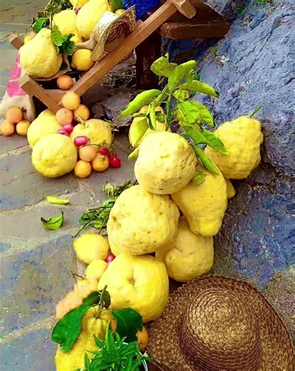 Have you ever seen cedars ? 🍋 Cedar is a fruit tree belonging to the genus Citrus. It is considered one of the three citrus species from which all the members of the genus known today derive, together with the pomelo and the mandarin. The name cedar, derived from the vulgarization of the Latin term citrus, is, however, ambiguous as it coincides with the translation of cedrus, the name given to the conifer. The fruit is 20-30 cm large, light green or yellowish (in its mature phase), oval or almo