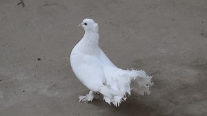 4k Footage Beautiful Pigeons Pigeon Most Stock Footage Video (100% Royalty-free) 3524319881 | Shutterstock