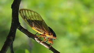 Life in the Undergrowth: Taking to the Air | BBC Documentaries