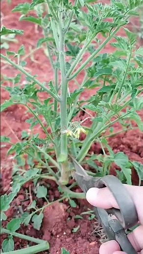 Trimming Fresh Tomato Stems! 🍅