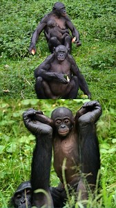 7.7K views · 421 reactions | Bonobos be like, ‘Who needs a king when...