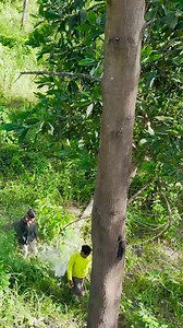 Tree man harvest giant honey bee in the big forest #bee #bees #honeybee #beehive #harvest #beekeeper #beekeeping #honeycomb #harvest #natur | Gianthoney Bees