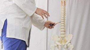 Teacher points to the vertebrae, the layout of the human spine