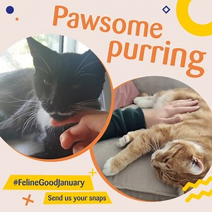 Cats tend to purr when they’re happy, although it can also be a sign that they’re in pain or stressed, so it’s important to understand your own cat’s behaviour. If your cat is relaxed and purring away, we’d love to see it as part of #FelineGoodJanuary! 📷😻 Find out more about cat’s behaviour here: https://bit.ly/CatBodyLauguage | Cats Protection