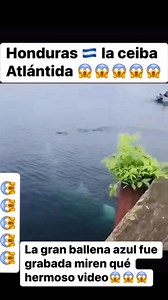 21K views · 17K reactions | Honduras  La Ballena azul fue grabada...