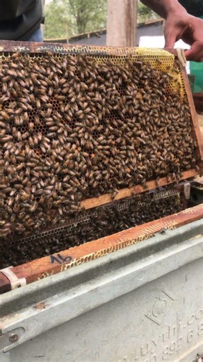 Fresh Raw Honey Harvest 🍯 | Pure Honeycomb Straight from Hive #shortsvideo