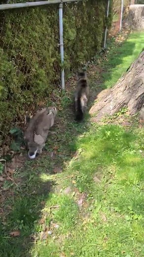 Rabbit Chasing Cat: Fact or Myth? Watch the Hilarious Encounter!