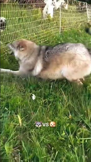 DOG VS WOLF