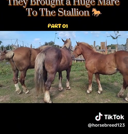 Horse Breeding Insights: Mare and Stallion Introduction