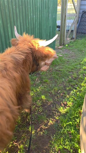 Well-Trained Highland Cow Eager for Dinner