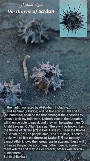 شوك السعدان the thorns of Sa'dan