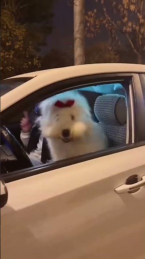 🐶💃 These dogs got better dance moves than most humans 😂🔥