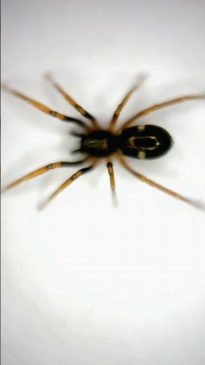 Black Spider with White Spots