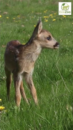Fawn discovers a field full of flowers #deer #animals #adorable