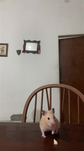 Antes de que yo me hiciera un hámster