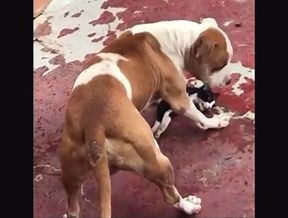 Aroused Pitbull slowly kills a small cat. Notice how it finds joy in the cats screams and only continues to crush it once it makes a noise. This behavior cannot be taught to any other dog breed.[NSFW]