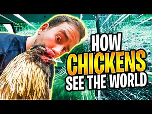 5 Amazing Vision Facts!